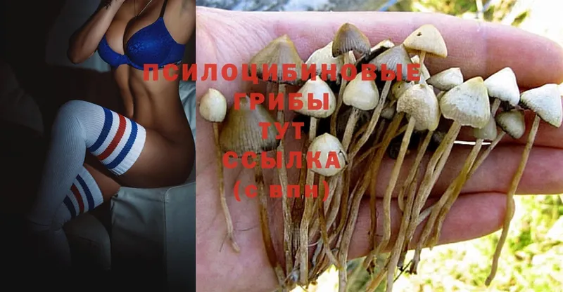 как найти наркотики  Козельск  Псилоцибиновые грибы Psilocybine cubensis 